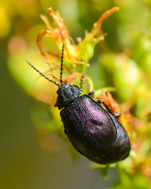 Meloidae? no, Chrysomelidae, Galeruca tanaceti